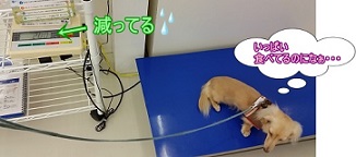 ちゃんこ体重測定