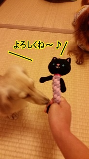 にゃんこ