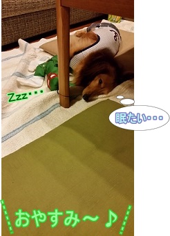 おやすみ~