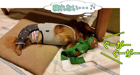 寝れない犬太郎