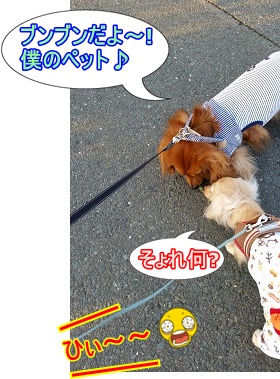 僕のペット♪
