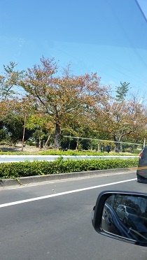 紅葉