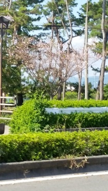 桜