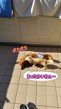 日向ぼっこ