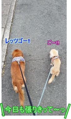 お散歩