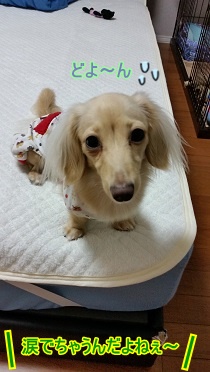 ちゃんこ