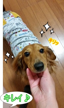 犬太郎