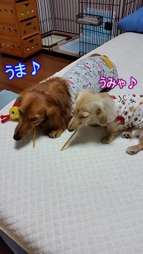 仲良くお馬さん