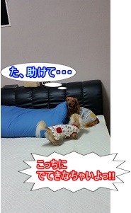 仲良くケンカ