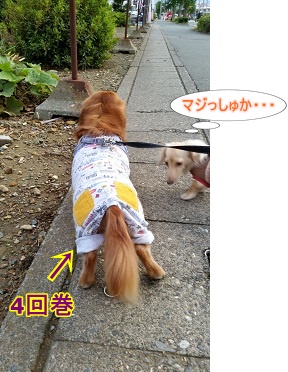 4回巻