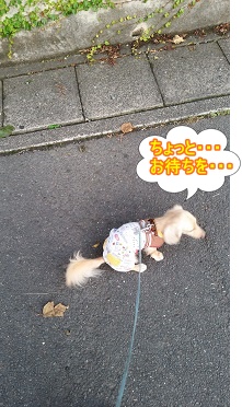 ちゃんこ爆弾投下