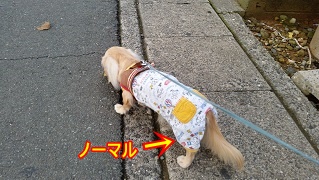 ノーマル