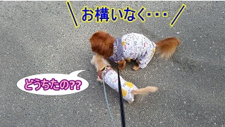 犬太郎爆弾投下