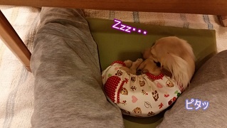 ちゃんこ