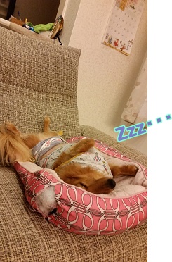 犬太郎