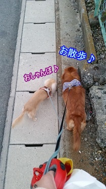 お散歩