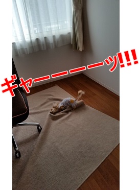 ちゃんこ