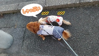 お散歩