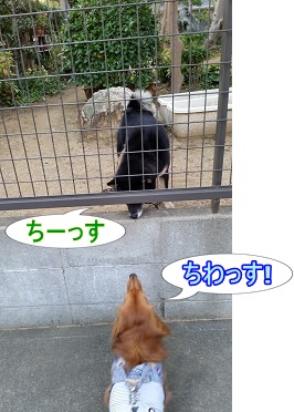 ごんちゃん