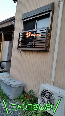 にゃんこ
