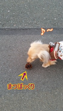 まつぼっくり