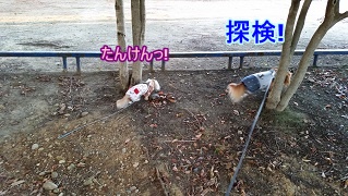 探検