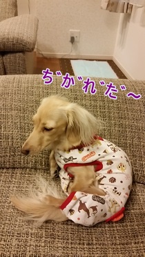 ちゃんこ