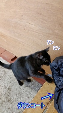 くろねこ