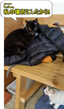 くろねこと白猫