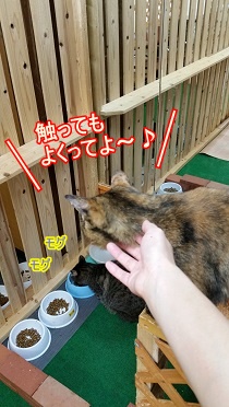 ねこさん