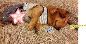 犬太郎