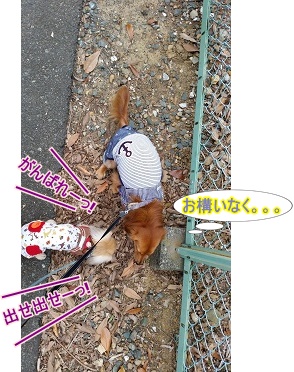 犬太郎投下中