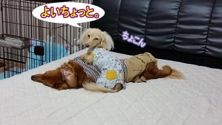 ちょこん