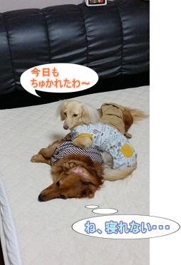 犬太郎とちゃんこ
