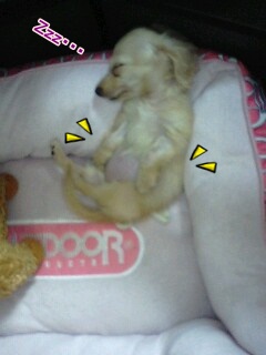 Zzz・・・