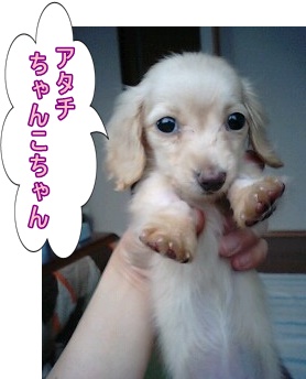 ちゃんこ
