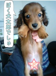 犬太郎でしゅ