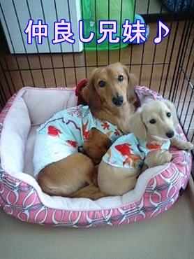 仲良し兄妹