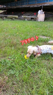 アタチの