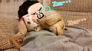 Zzz・・・