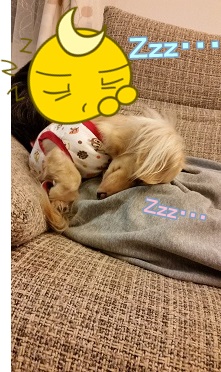 おやすみ