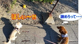 あきらめろって