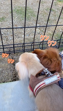 クンクン