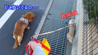 どこ歩いてるんだ。。。