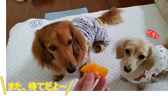 また待て!