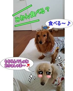 みかんたべる?