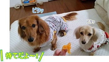 待て!