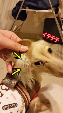 くっつきもち