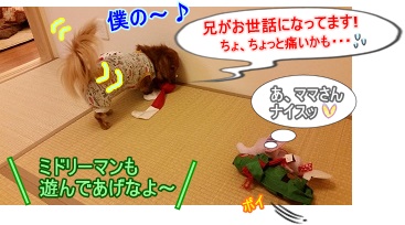 犬太郎の番