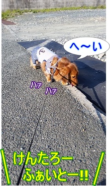 おっさん犬